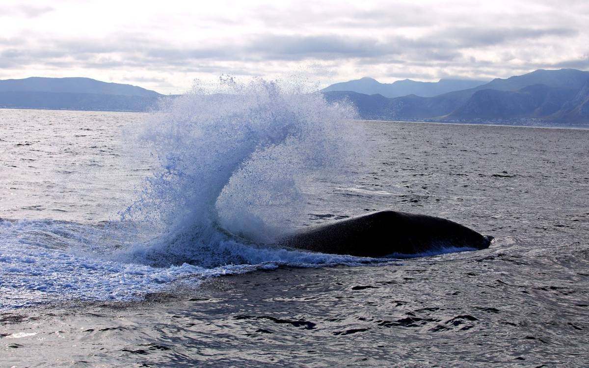 Zdjęcie poglądowe wieloryba
