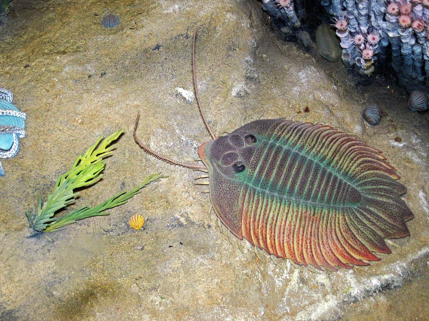 Rekonstrukcja trylobita w środowisku naturalnym / źródło: James St. John, Wikimedia Commons, CC-BY-2.0