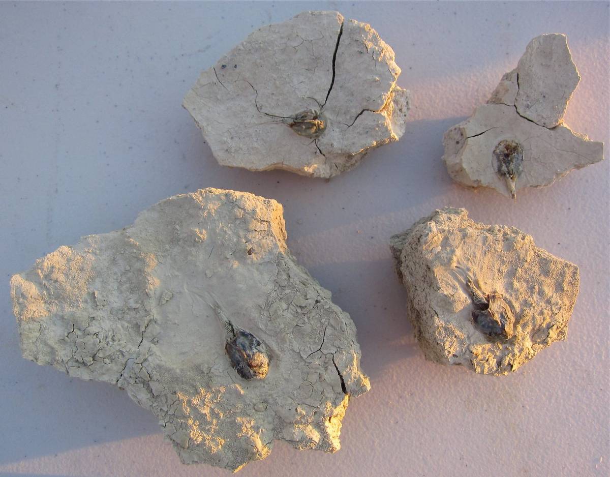 Wysuszone skorupiaki na powierzchni mułowej skały / źródło: Steve Jurvetson, Flickr, CC-BY-2.0
