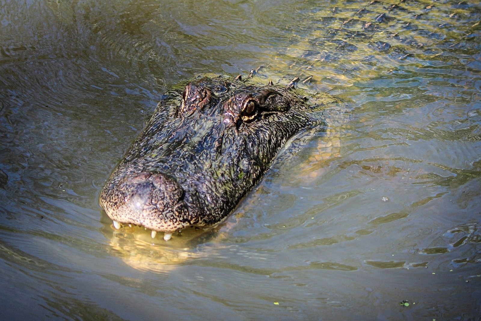 Ten aligator może mieć nawet 90 lat. Na Florydzie schwytano prawdziwego giganta