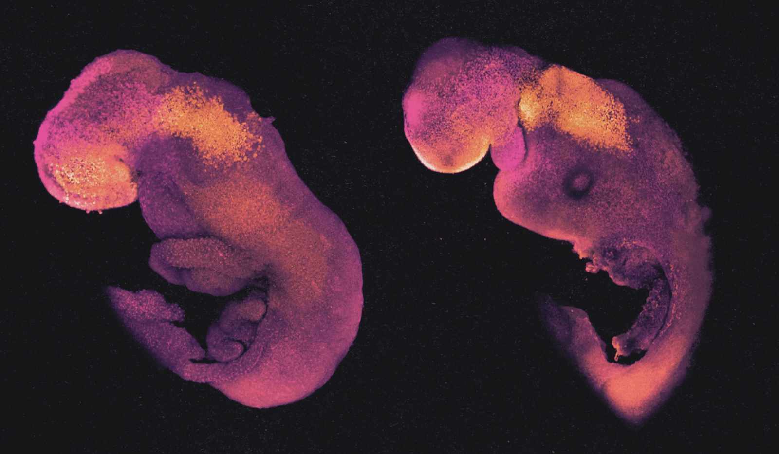 Normalny embrion myszy po lewej stronie jest w ósmym dniu rozwoju i ma struktury, które wyznaczają początki jego mózgu, serca i innych narządów. Po prawej stronie znajduje się porównywalnie rozwinięty syntetyczny model embrionu, wyhodowany w całości z mysich komórek macierzystych zamiast z zapłodnionej komórki jajowej /Fot. University of Cambridge
