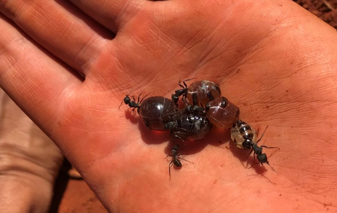 Mrówki miododajne z Australii /Fot. University of Sydney
