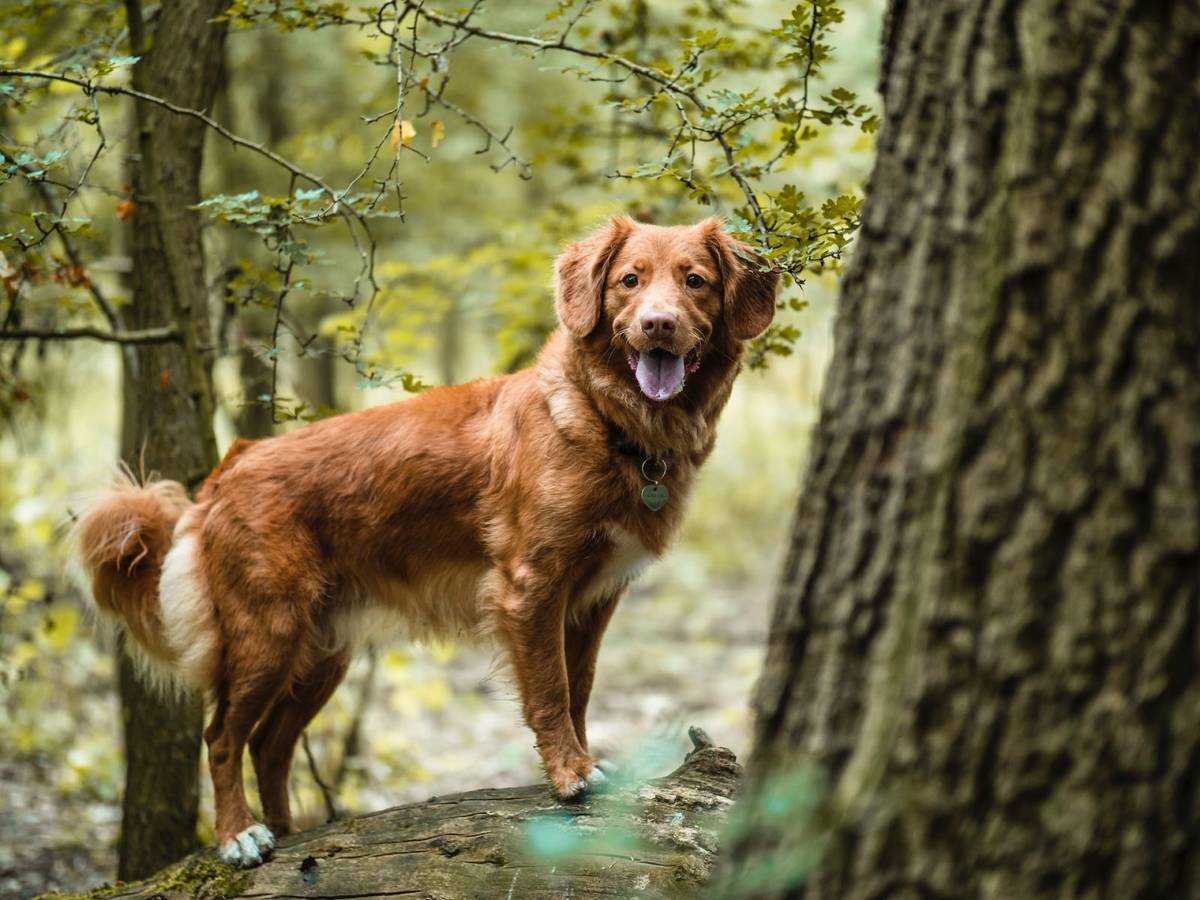 Psy mogą być zagrożone nieznanym wcześniej pasożytem /Fot. Unsplash
