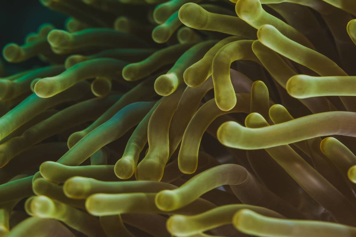 Bakterie z głębin należą do nieznanego gatunku. Te dziwactwa zachowują się w nieoczekiwany sposób