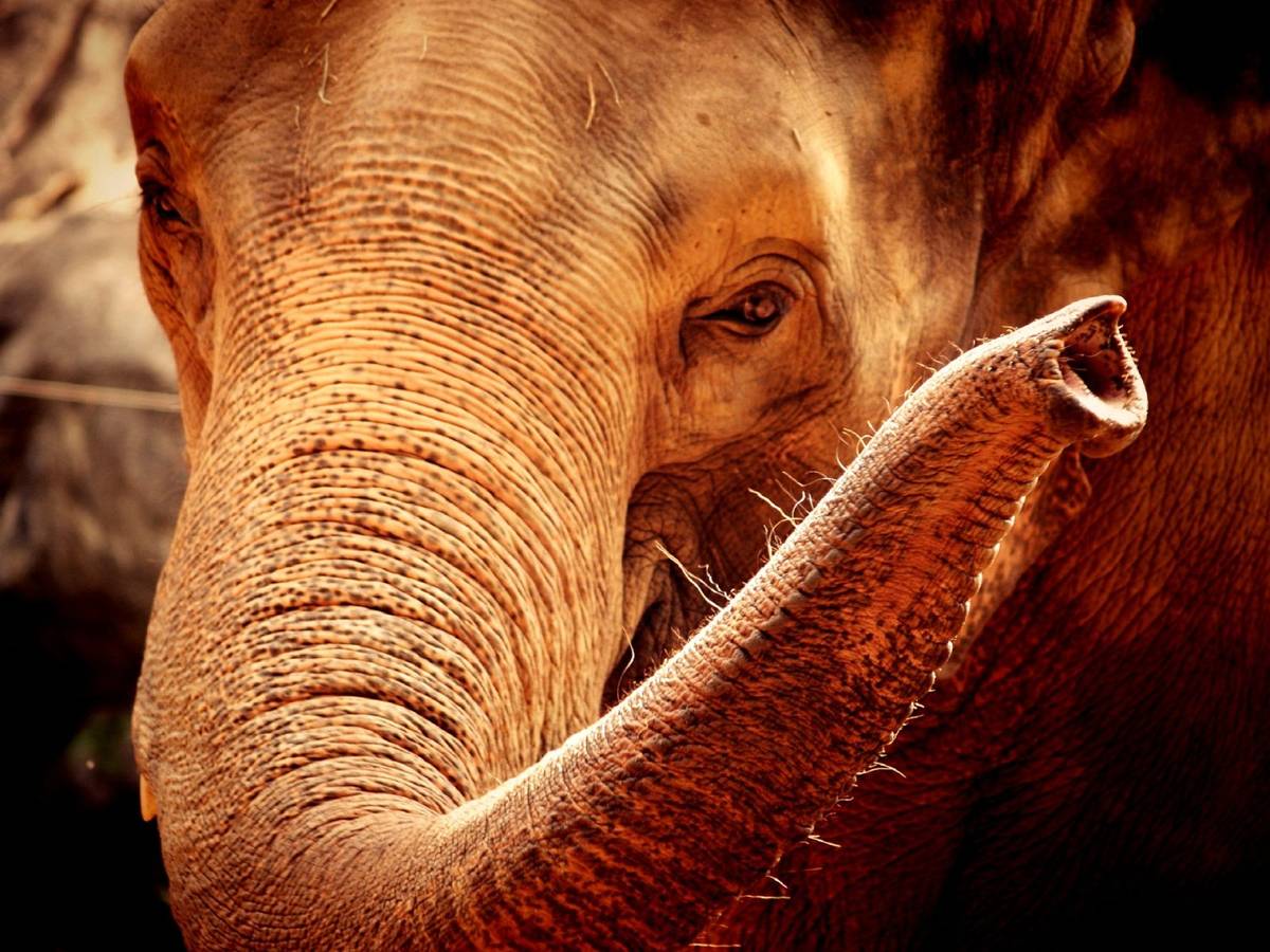 Słoń afrykański &#8211; zdjęcie ilustracyjne
