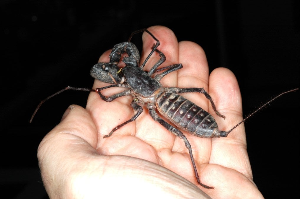 Wygląda jak skorpion i pluje kwasem. Co to za dziwne stworzenie?
