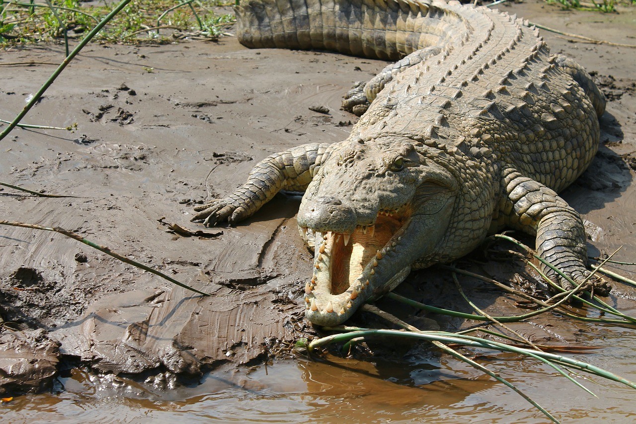 Przykładowe zdjęcie krokodyla

