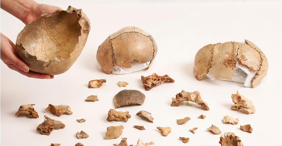 Kości z jaskini Gougha /Fot. Natural History Museum London

