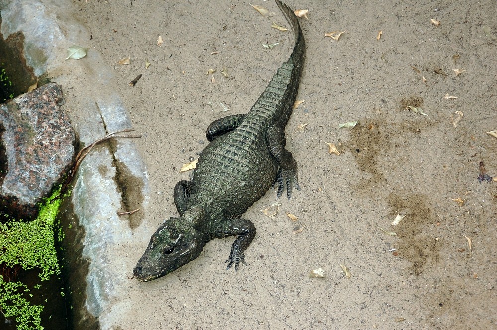 Krokodyl krótkopyski /Fot. Wikimedia Commons
