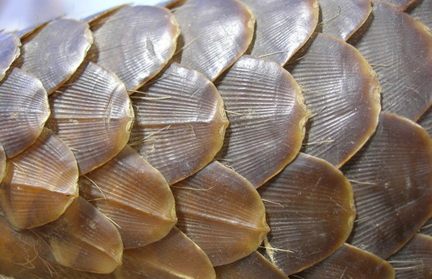 Odkryto nowy gatunek łuskowca