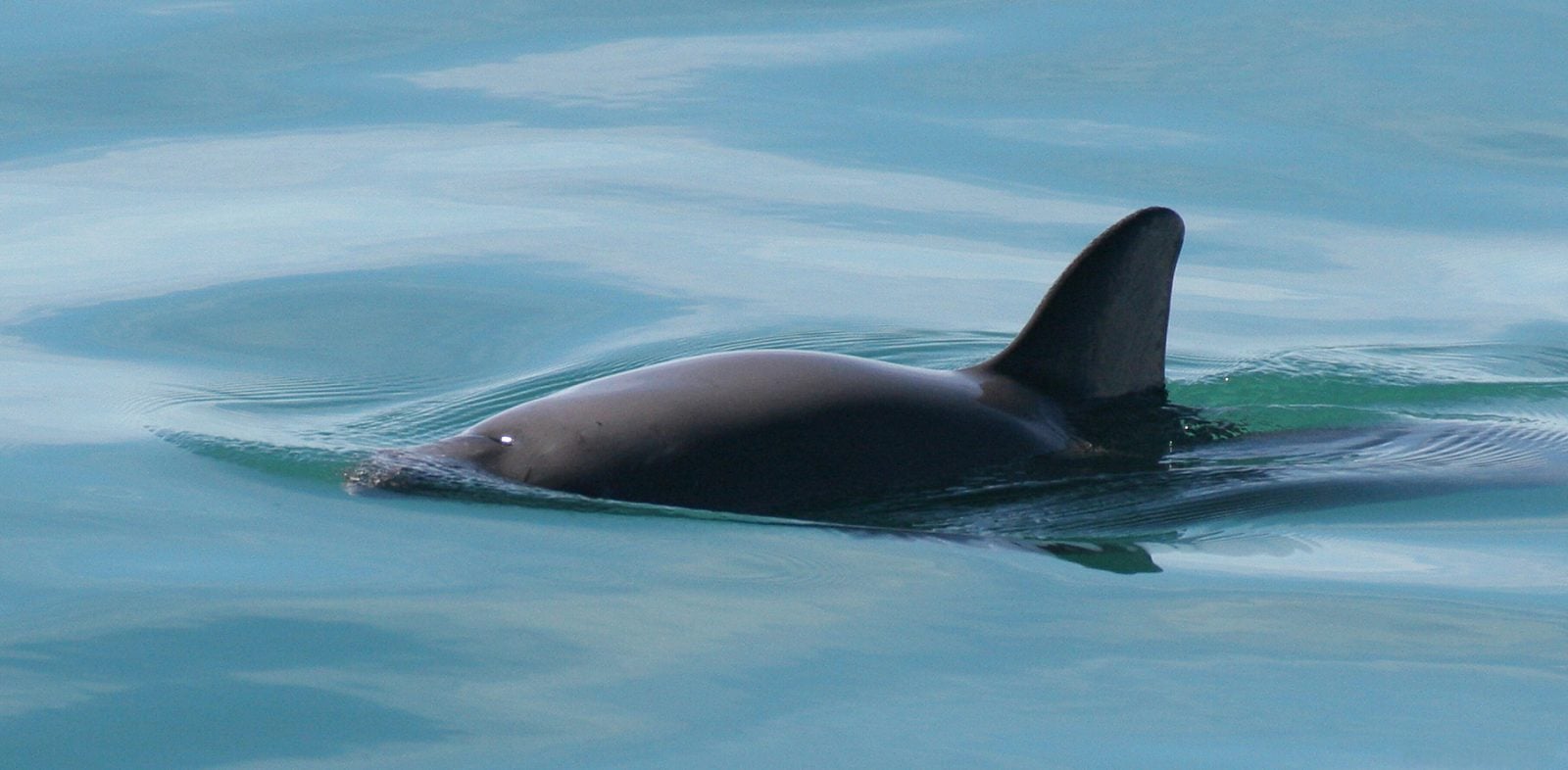Pozostało zaledwie 10 osobników. Ten delfin wkrótce może zniknąć z powierzchni planety