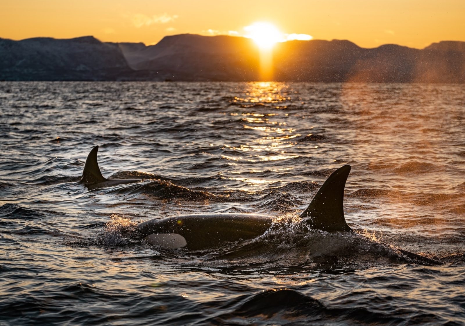 Orki nie przestają nas zaskakiwać /Fot. Unsplash