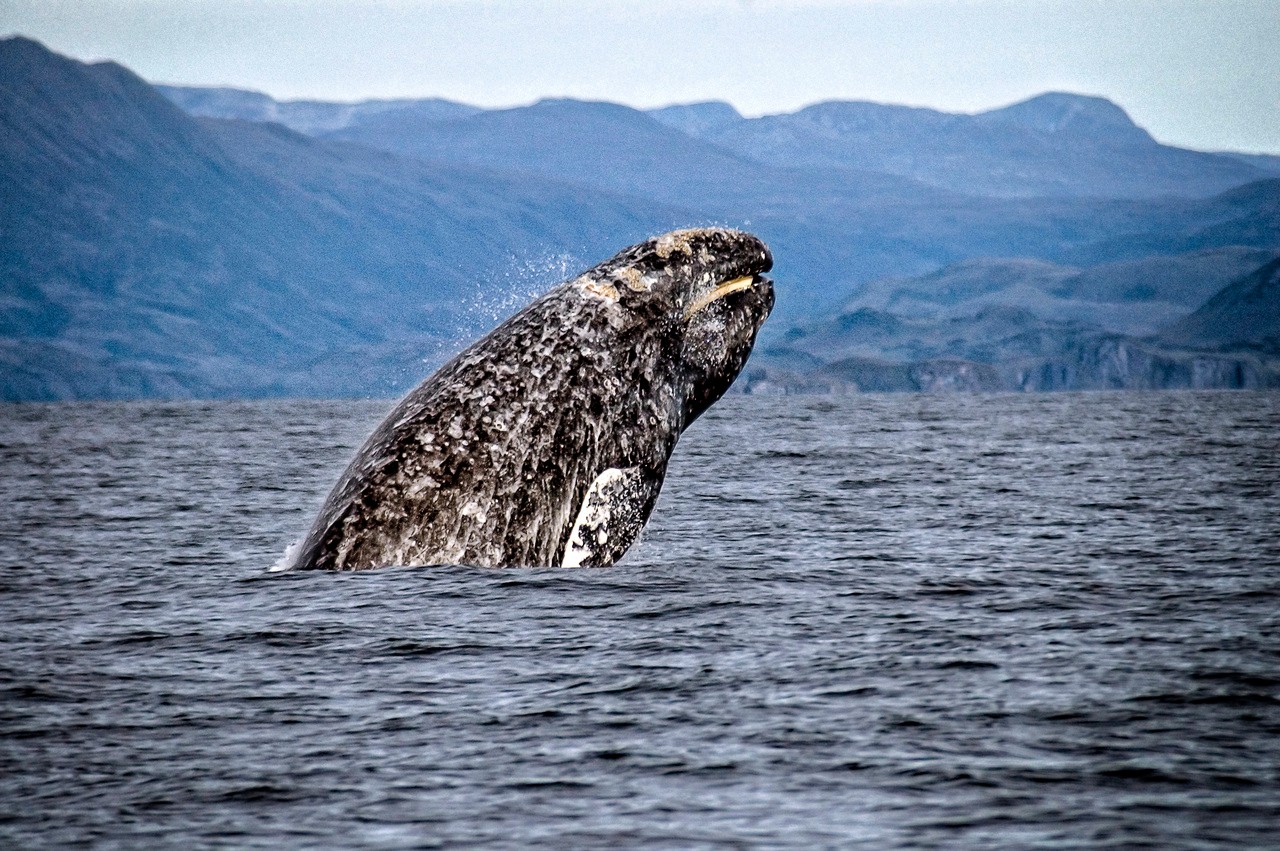 Pływacz szary na Alasce /Fot. NOAA
