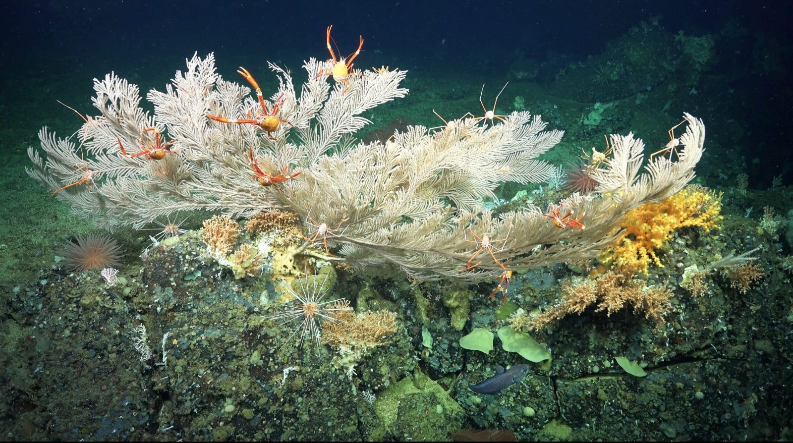 Nowo odkryte rafy koralowe u wybrzeży Galapagos znajdują się na głębokościach 370-420 m /Fot. Schmidt Ocean Institute
