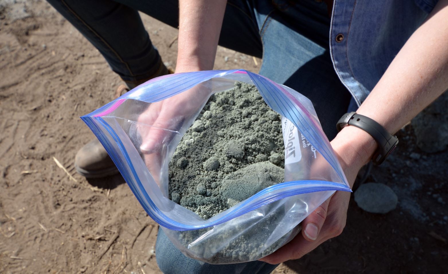 Skruszone skały, które rozsypano na polach / źródło: Amy Quinton/ UC Davis, materiały prasowe
