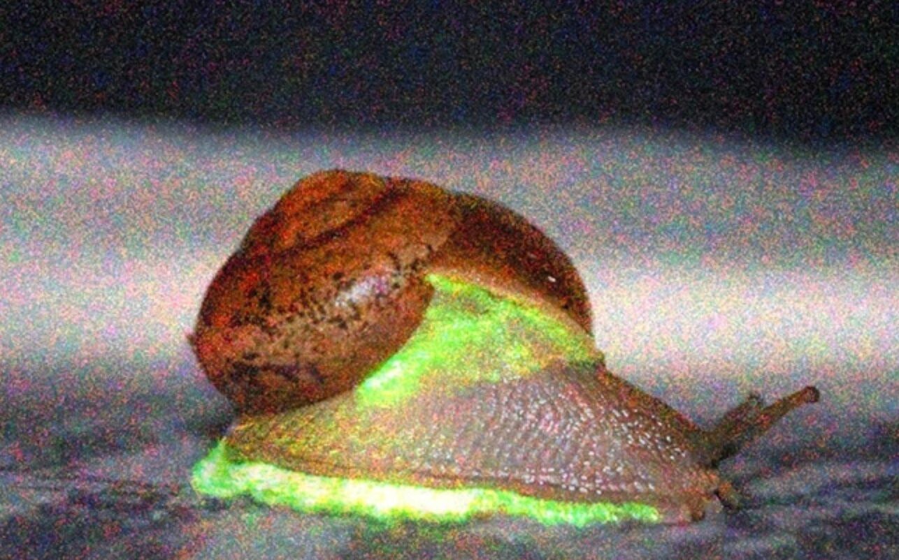 Do tej pory znaliśmy tylko jeden gatunek świecących ślimaków /Fot. Yuichi Oba
