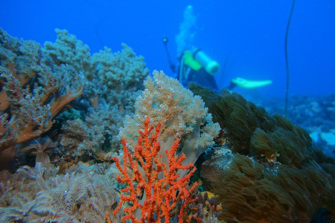 Przykładowa rafa koralowa
