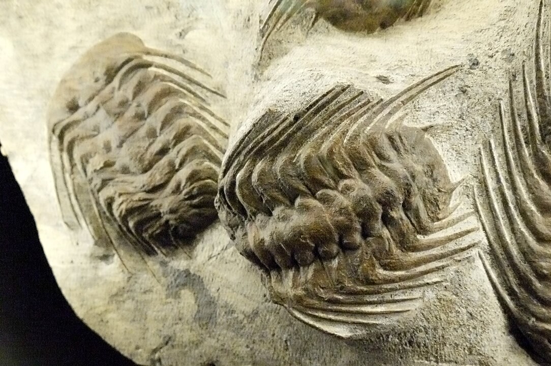 Przykładowa skamieniałość trylobita / źródło: Eden, Janine and Jim from New York City, Wikimedia Commons, CC BY 2.0
