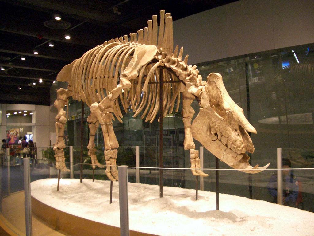 Szkielet Chilotherium wystawiony w Muzeum Nauki w Hongkongu / źródło: Wikimedia Commons, CC BY-SA 3.0
