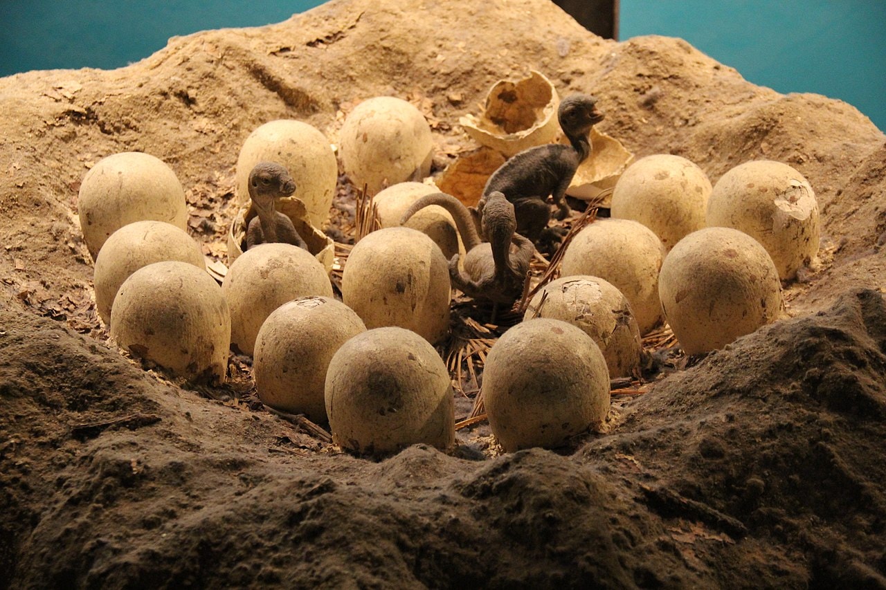 Rekonstrukcja gniazda dinozaurów z Muzeum Historii Naturalnej w Londynie / źródło: Gary Todd, Wikimedia Commons, domena publiczna