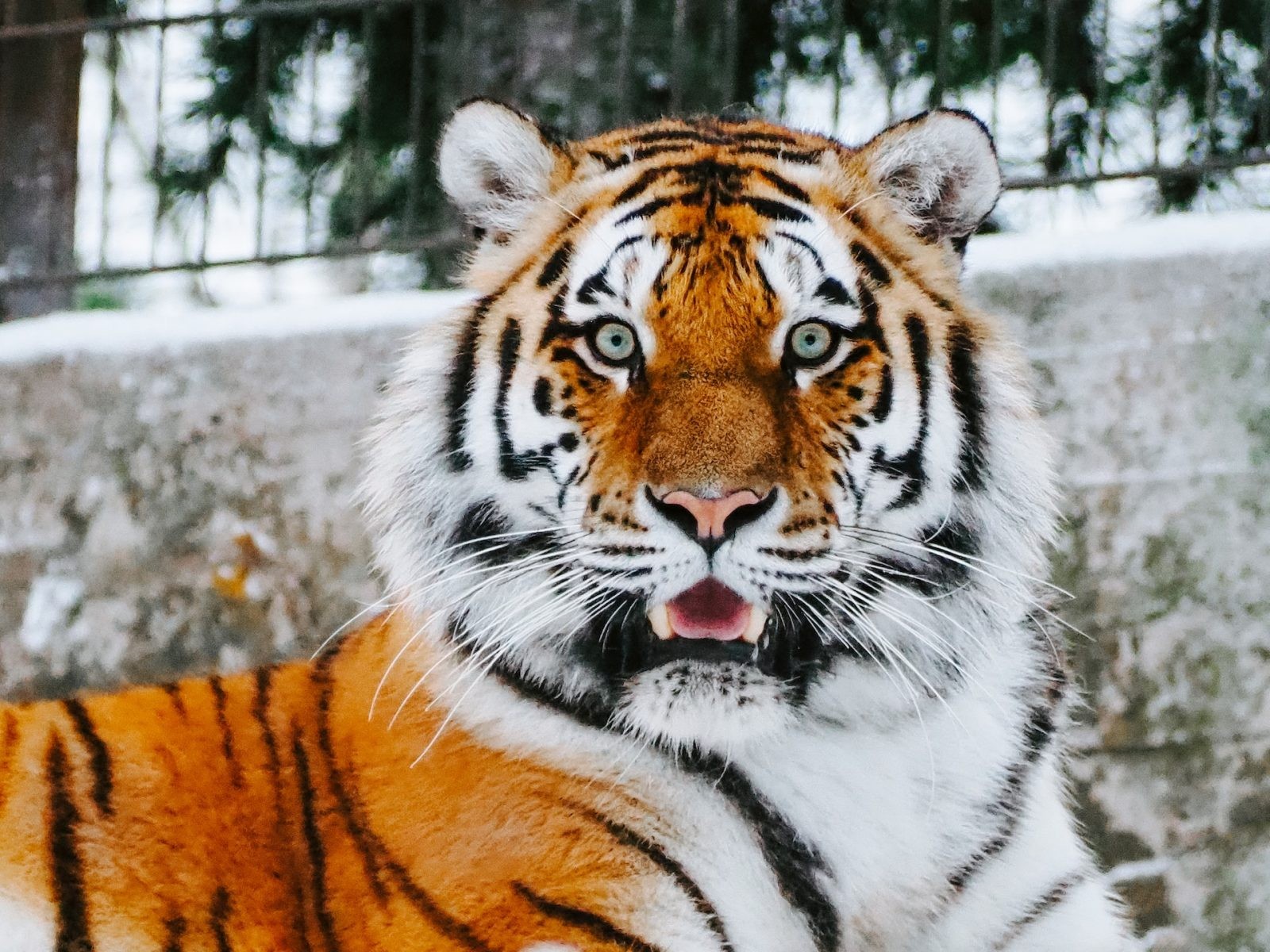 Tygrys &#8211; zdjęcie poglądowe /Fot. Unsplash
