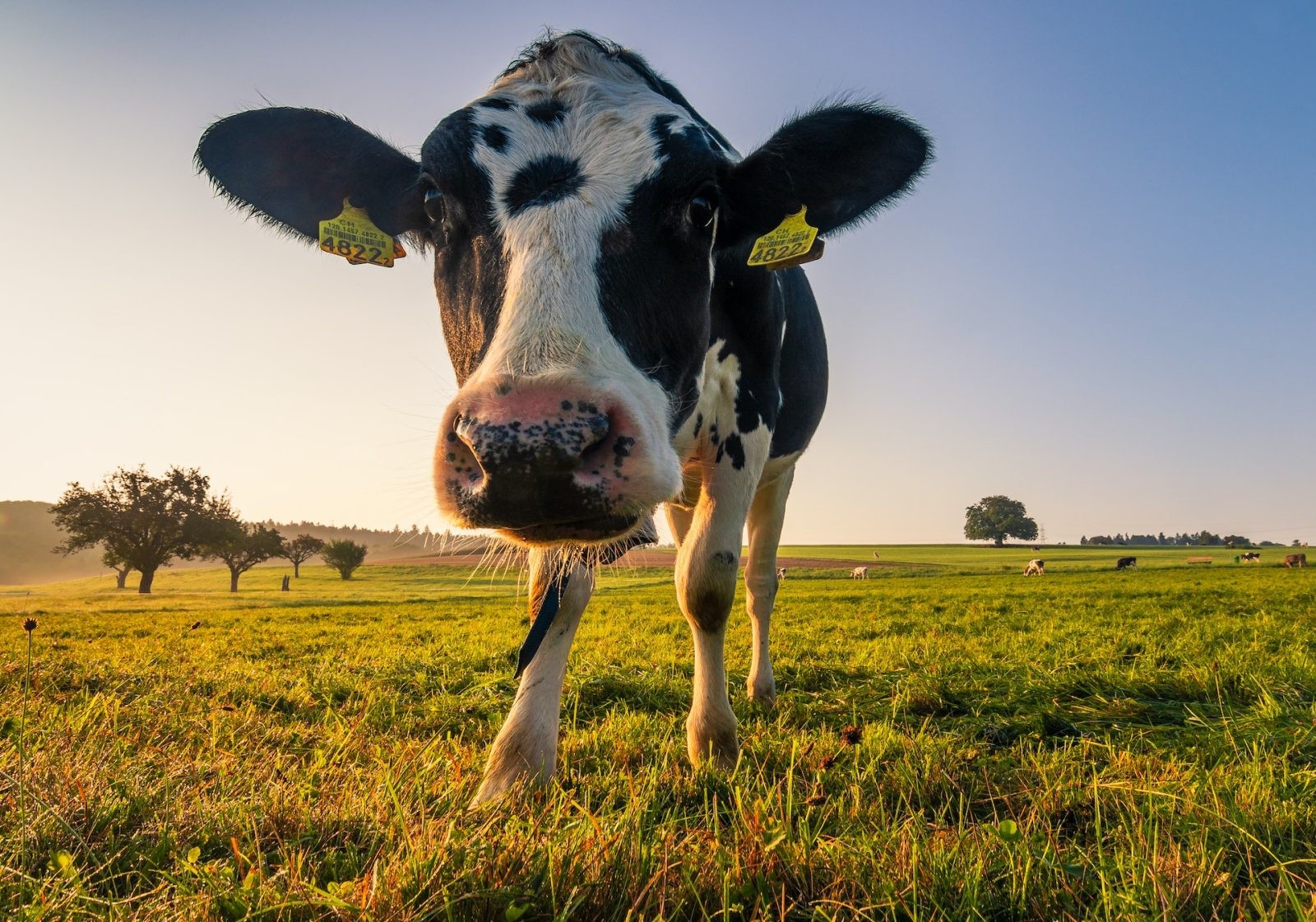 Krowy przyczyniają się do dużych emisji gazów cieplarnianych /Fot. Unsplash
