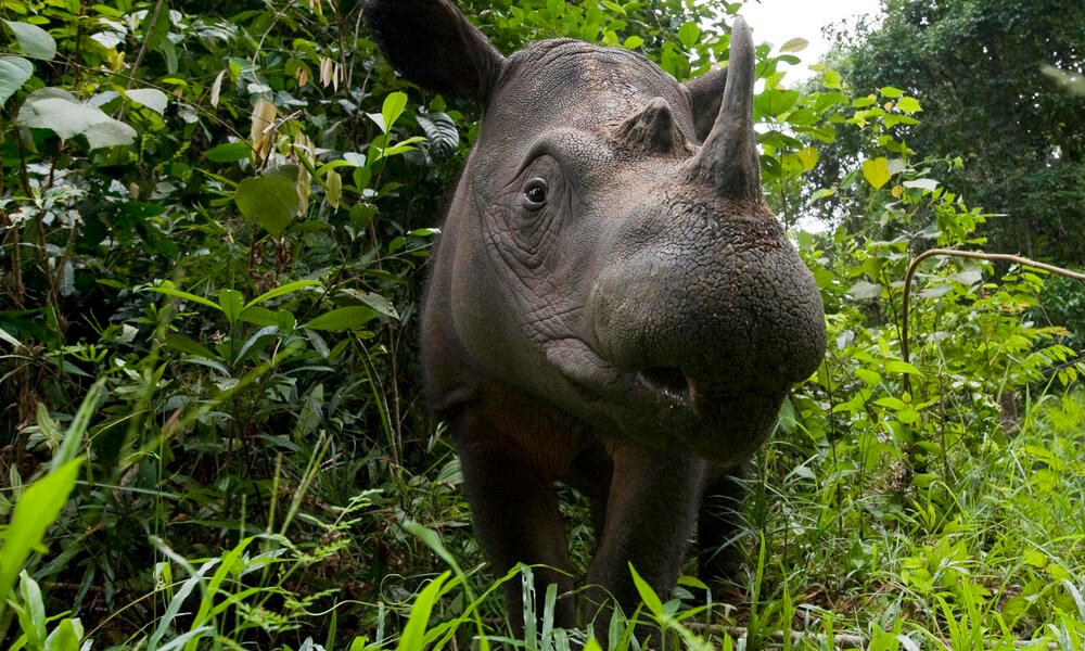 Nosorożec sumatrzański /Fot. WWF
