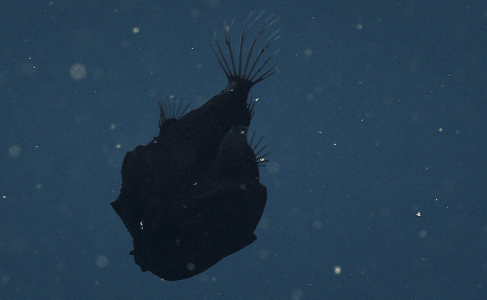 Ryba Oneirodes sp. /Fot. MBARI