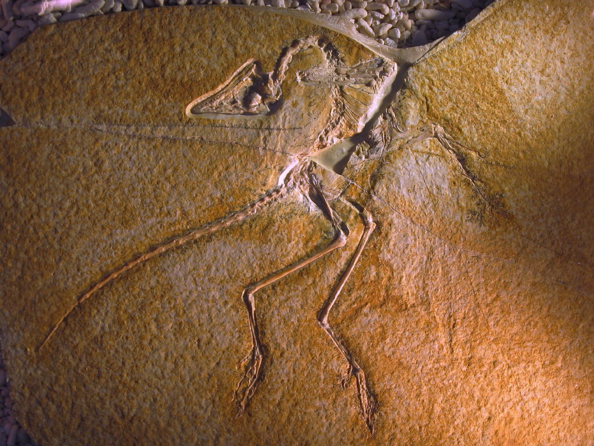 Zdjęcie ilustracyjne skamieniałości archeopteryksa / źródło: H. Raab, Wikimedia Commons, CC BY-SA 3.0
