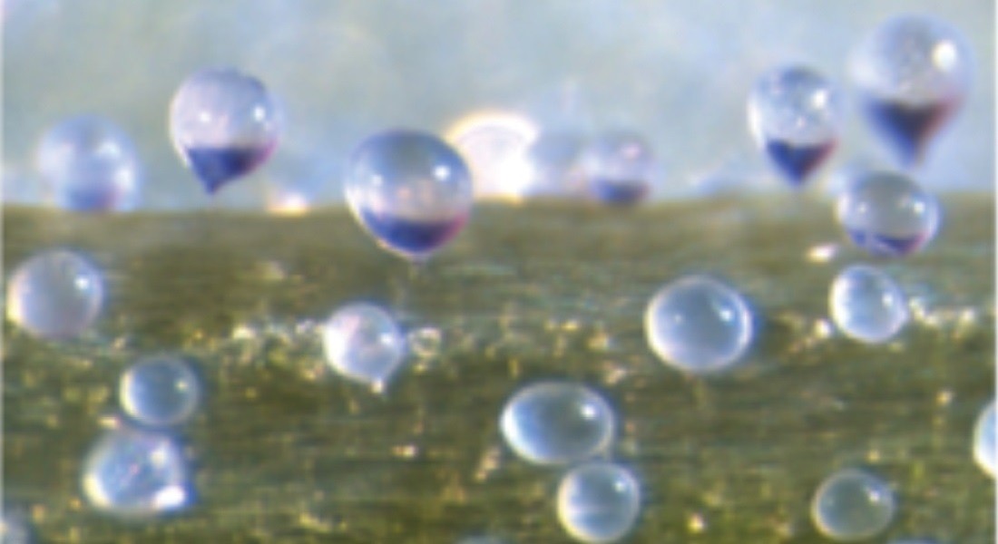 Epidermalne komórki pęcherzykowe to balonowe struktury pokrywające odporne rośliny /Fot. Copenhagen University
