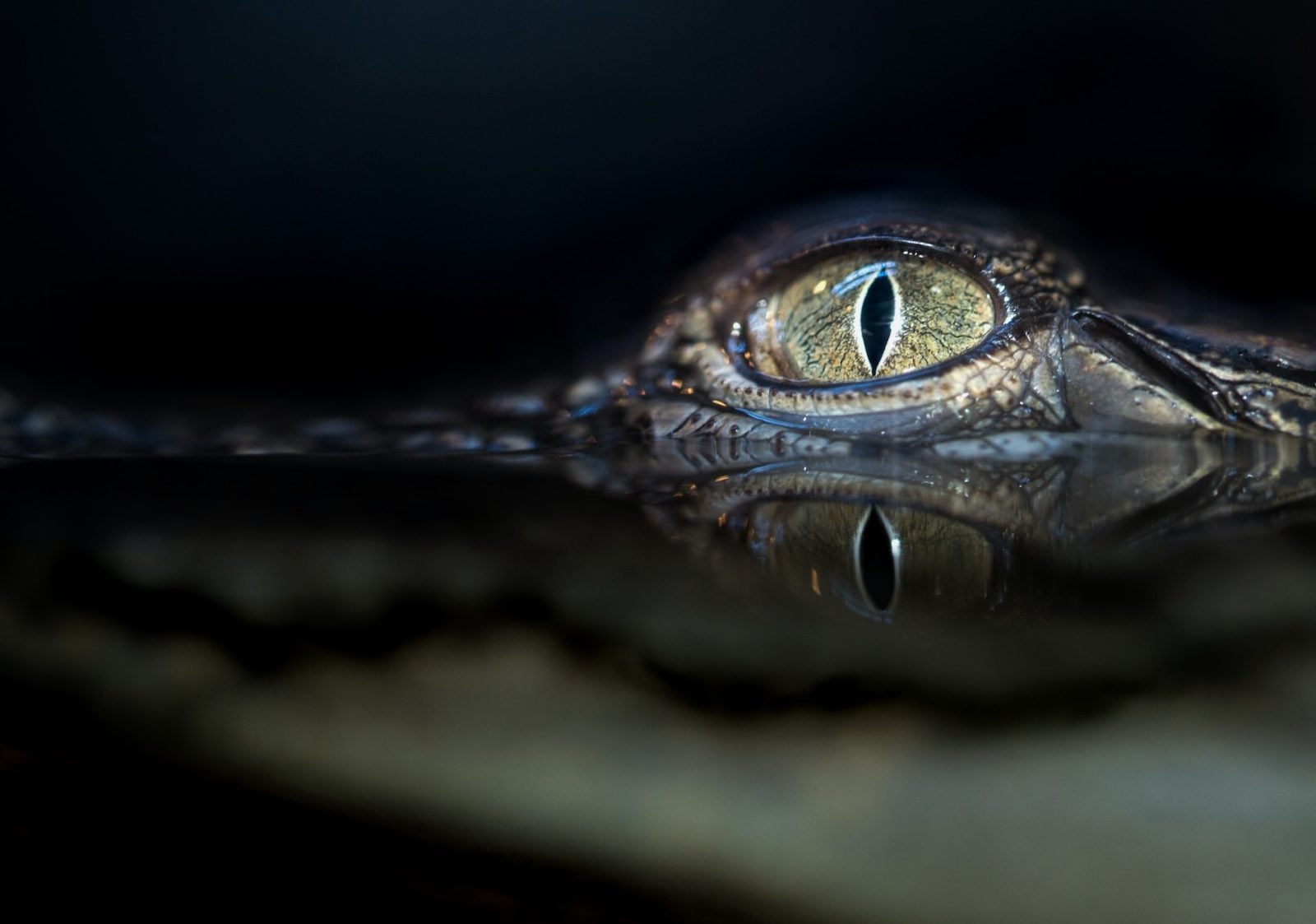 Jest przepiękny i niezwykle rzadki. Niesamowity aligator pojawił się na Florydzie