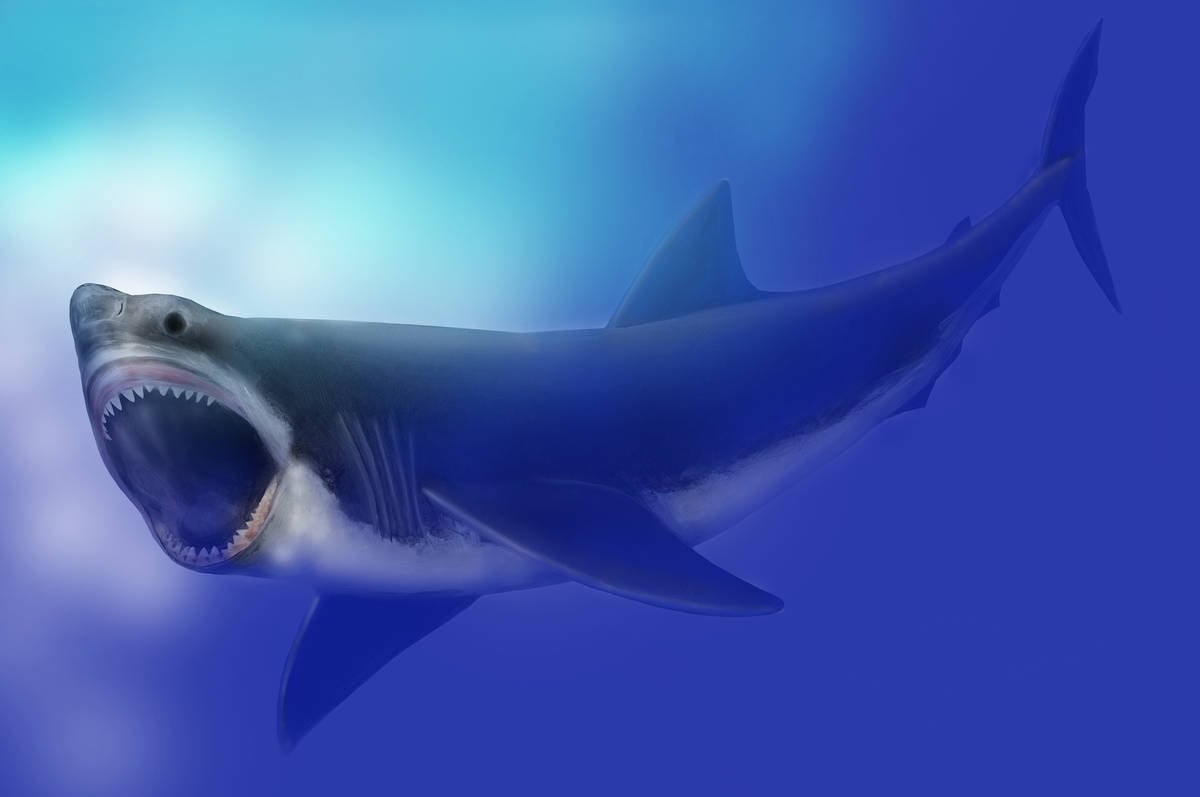 Słynny morski potwór wyglądał zupełnie inaczej. Kogo przypominał drapieżny megalodon?