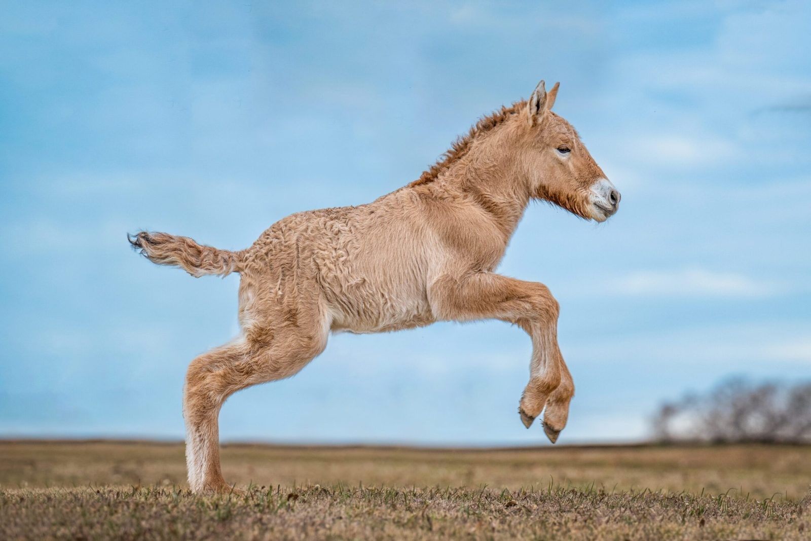 Ollie, sklonowany koń Przewalskiego /Fot. Revive &#038; Restore, Elizabeth Arellano Photography
