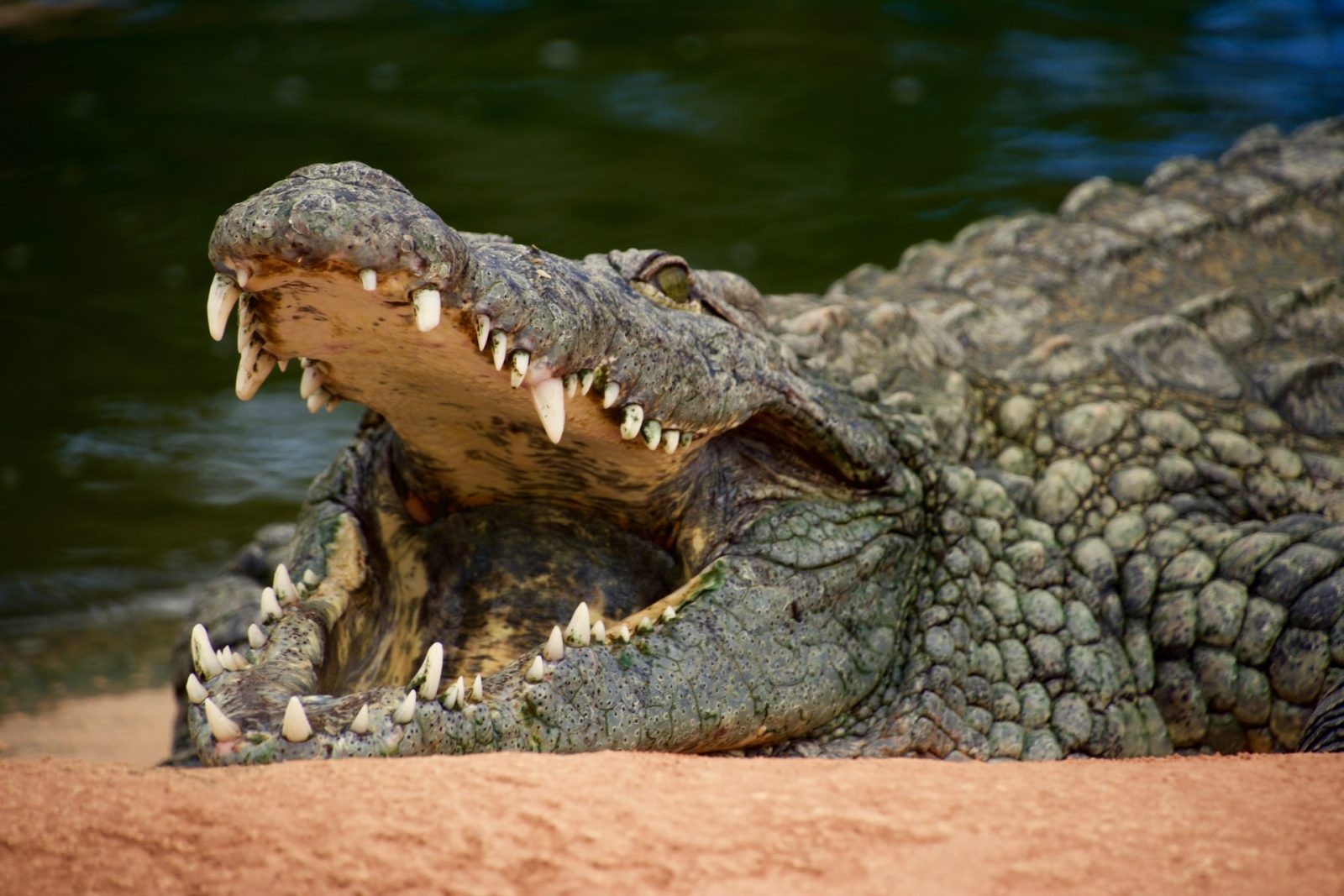 Krokodyl &#8211; zdjęcie poglądowe /Fot. Unsplash
