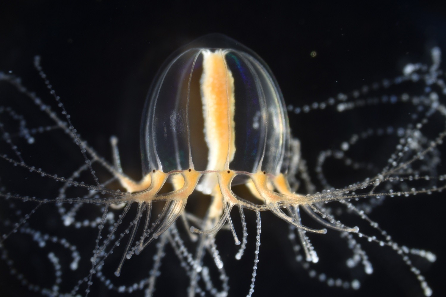 Meduza Cladonema radiatum /Fot. University of Tokyo
