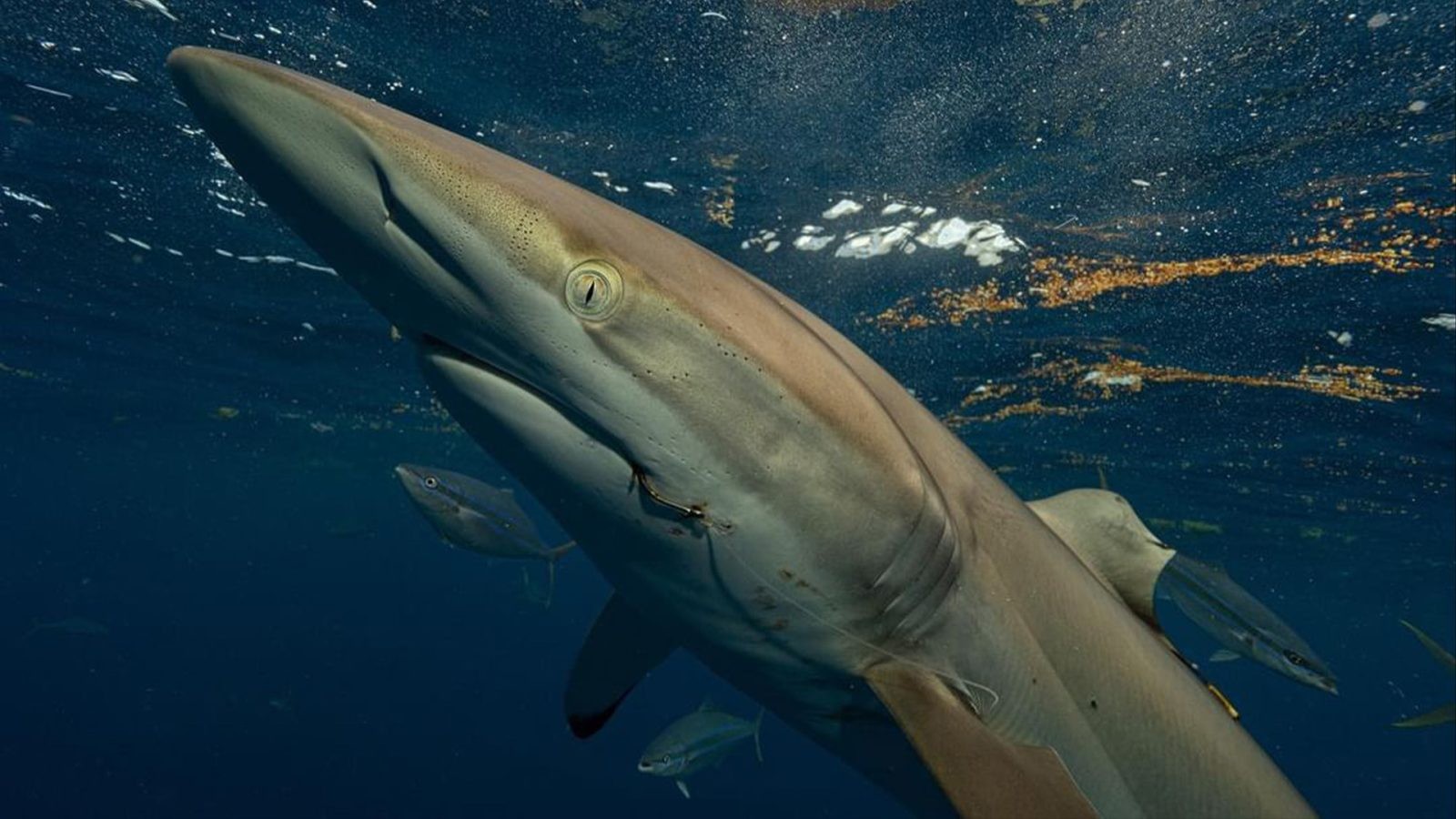 Rekin jedwabisty z Florydy ze zregenerowaną płetwą /Fot. John Moore
