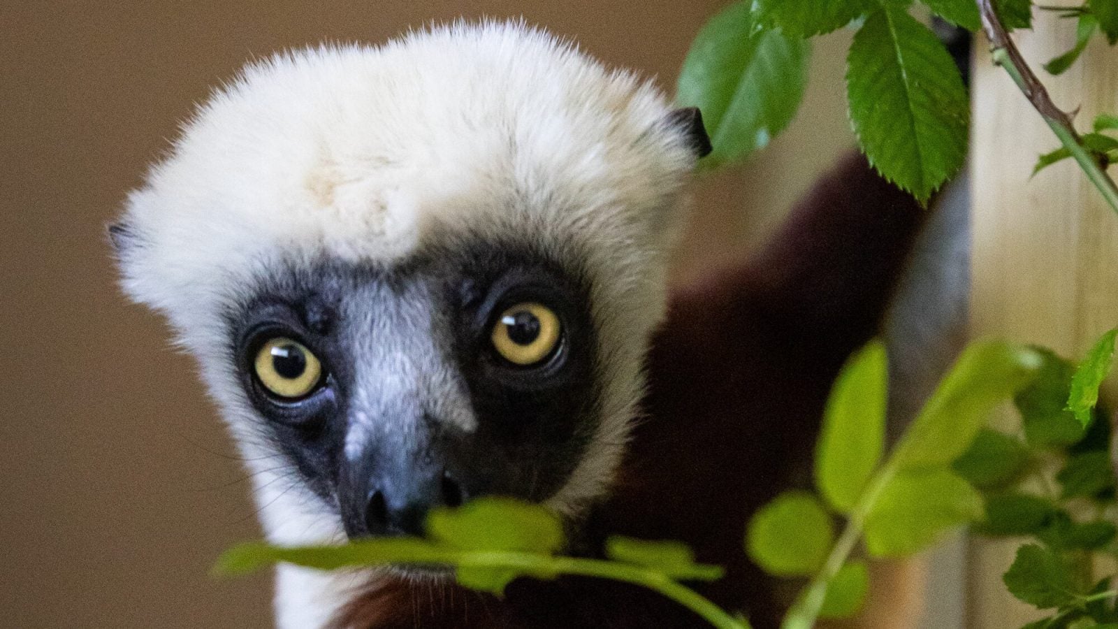 Wyjątkowy “tańczący lemur” urodził się w brytyjskim zoo. Zobacz, jaki to słodziak
