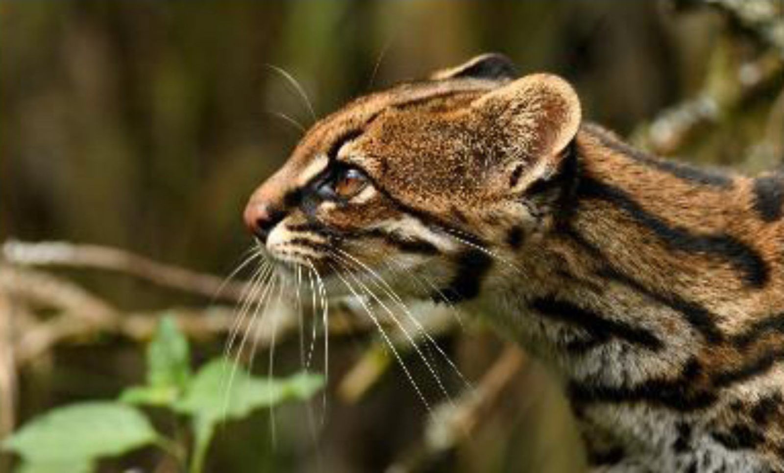 Leopardus pardinoides &#8211; zdjęcie poglądowe /Fot. Wikimedia Commons
