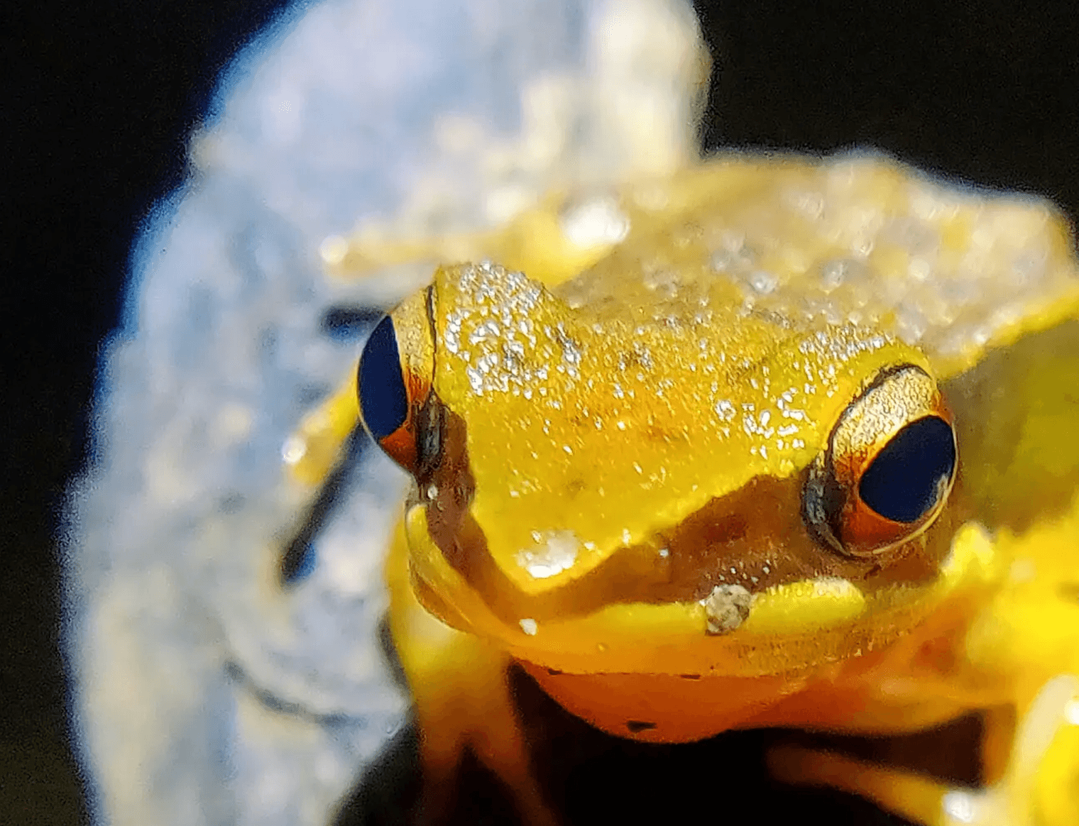 Indyjska żaba złotogrzbieta /Fot. Lohit Y.T.
