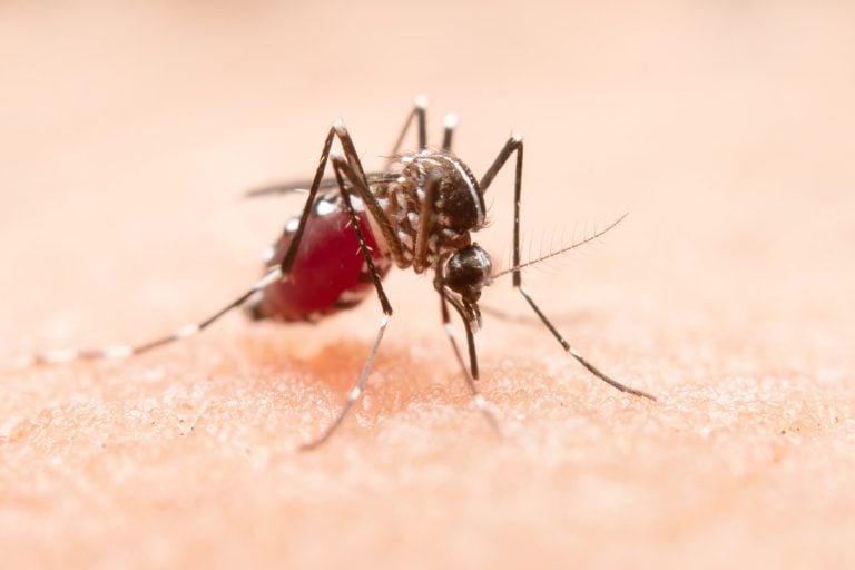 To będzie hit tego sezonu. Badacze odkryli naturalny środek przeciwko komarom