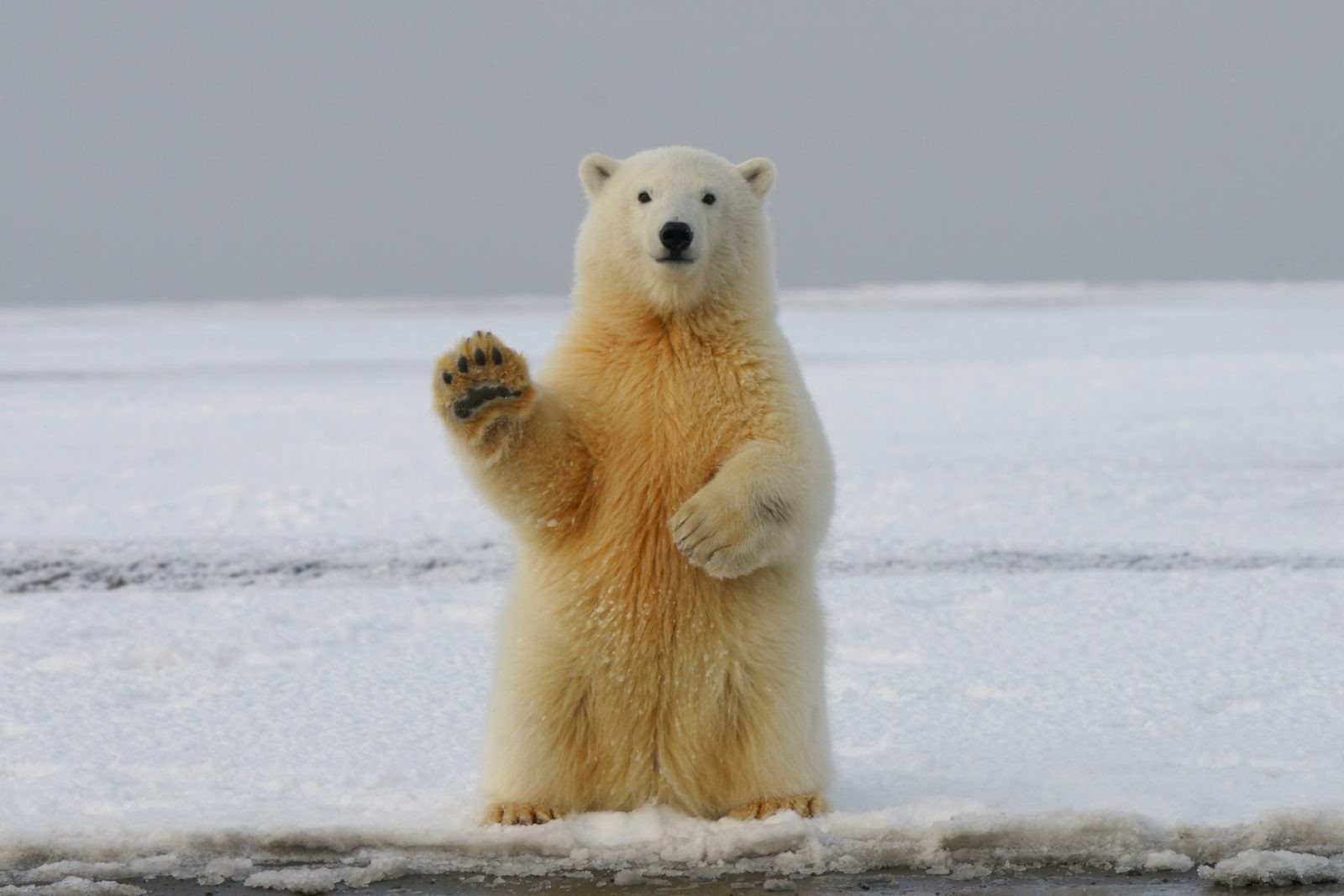 Niedźwiedzie polarne nie przetrwają zmian klimatu /Fot. Unsplash
