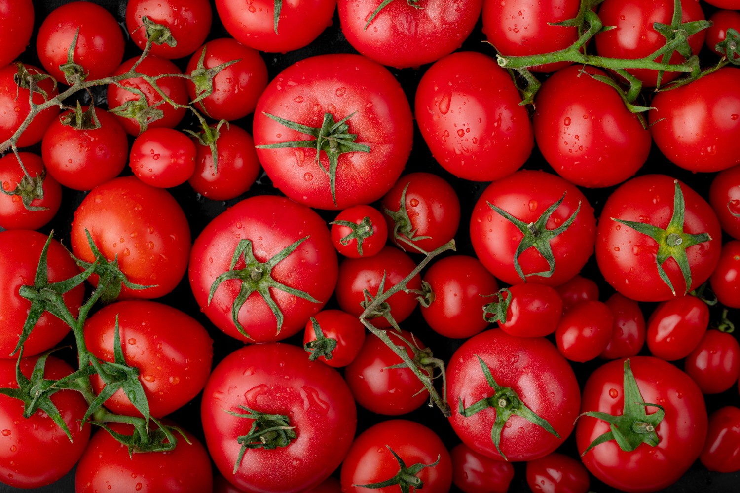 Pomidory &#8211; zdjęcie poglądowe /Fot. Freepik

