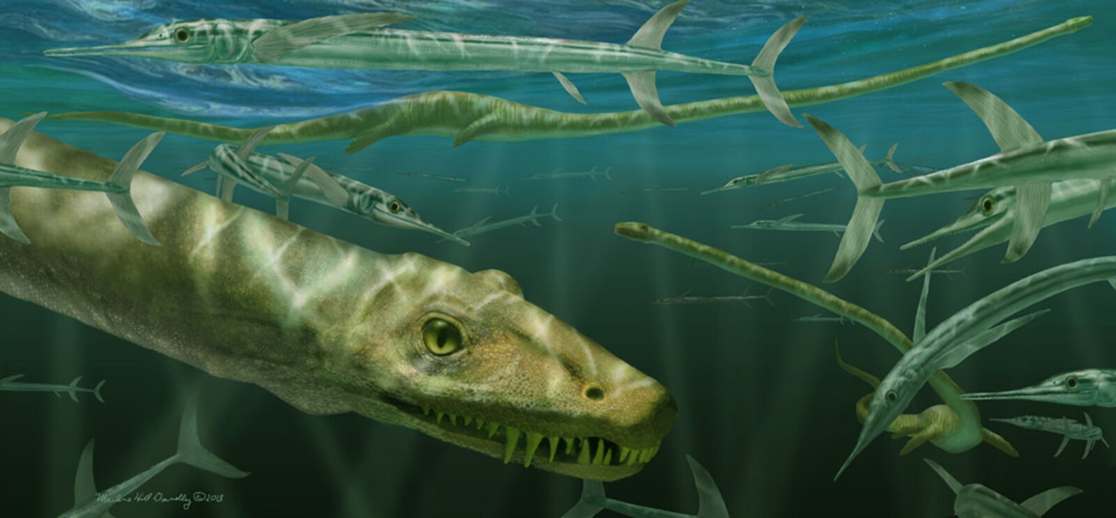 Dinocefalosaurus orientalis / źródło: Muzeum Historii Naturalnej w Stuttgarcie, materiały prasowe