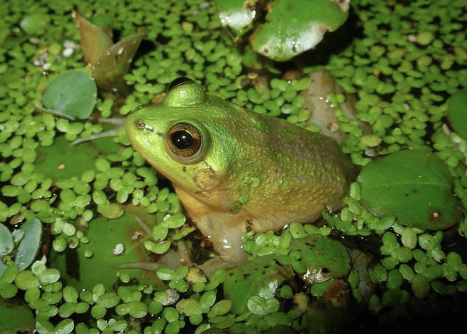 Żaba dziwaczka /Fot. Wikimedia Commons

