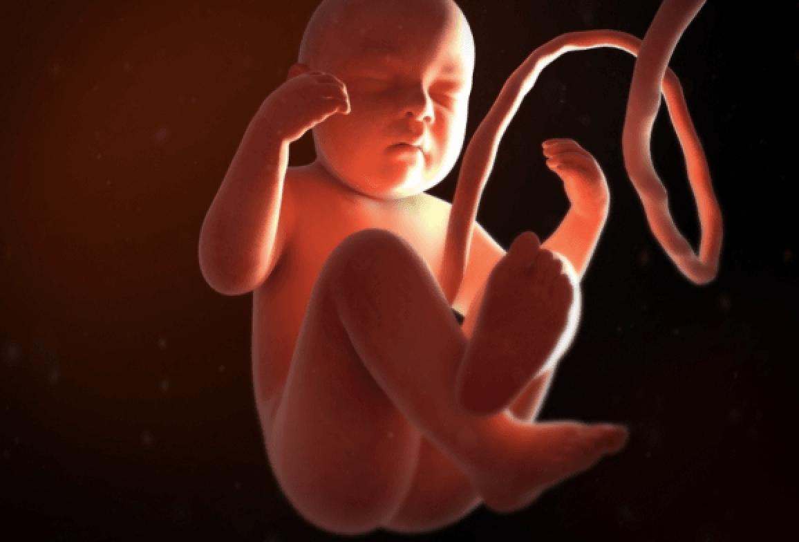 Te niezwykłe mininarządy uratują nienarodzone dzieci. Historia medycyny pisze się na naszych oczach
