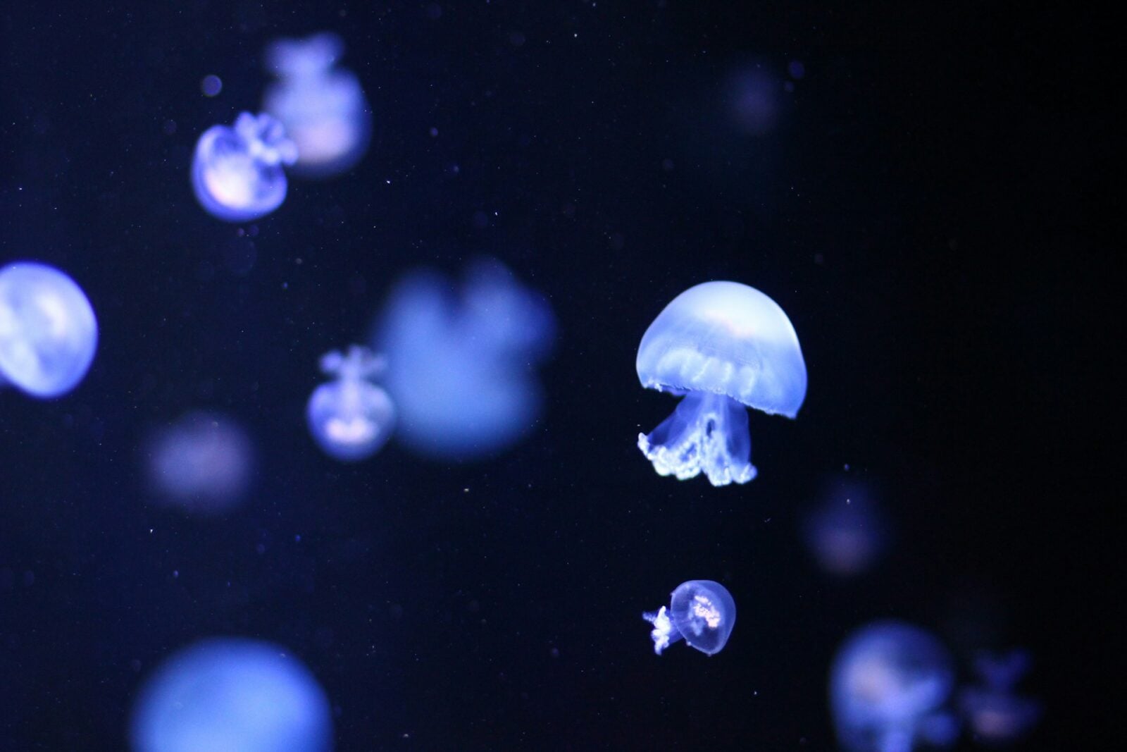 Zwykłe meduzy to “za mało”. Te cyborgi pomogą w badaniach oceanów
