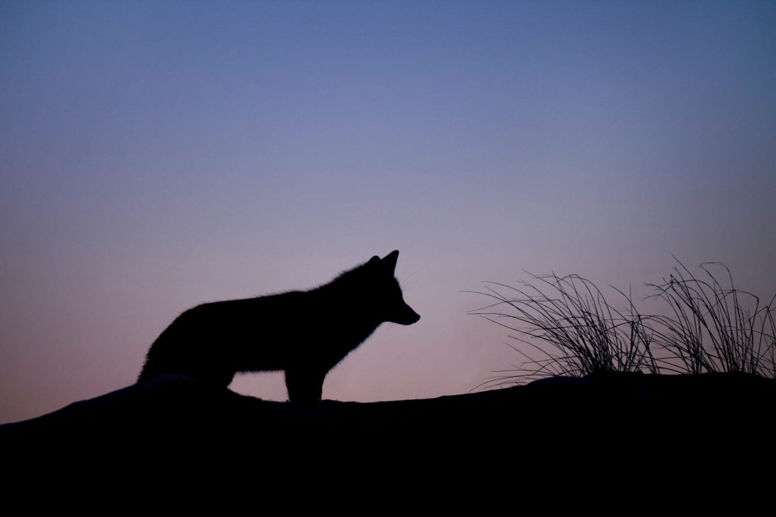 Zabity kojot okazał się innym zwierzęciem. Nie powinno go tu być od 100 lat