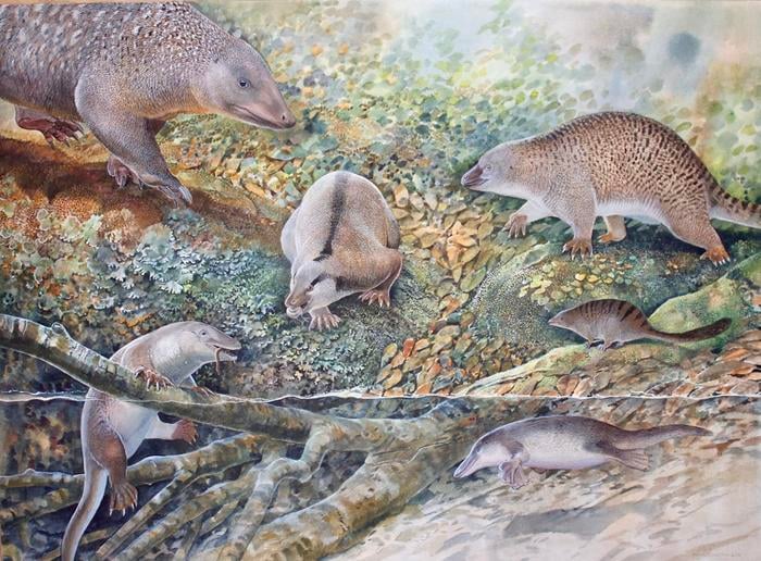 To nie był zwykły ssak, bo składał jaja. Za życia „kolegował się” z dinozaurami