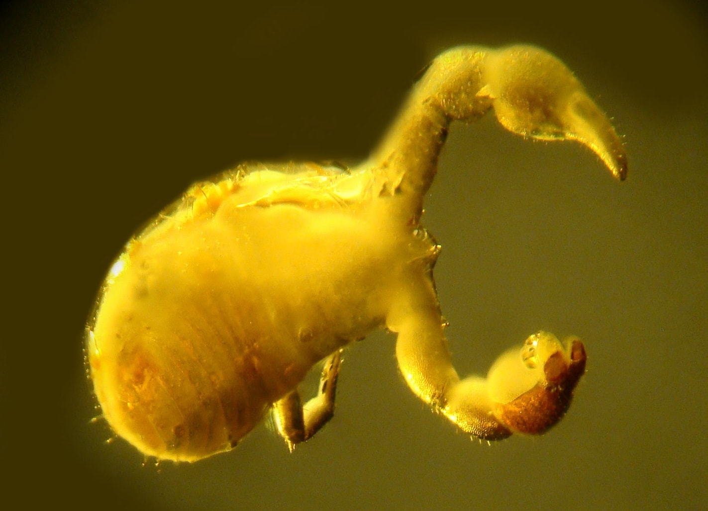 Zaleszczotek z nicieniami uwięziony w bursztynie /Fot. OSU