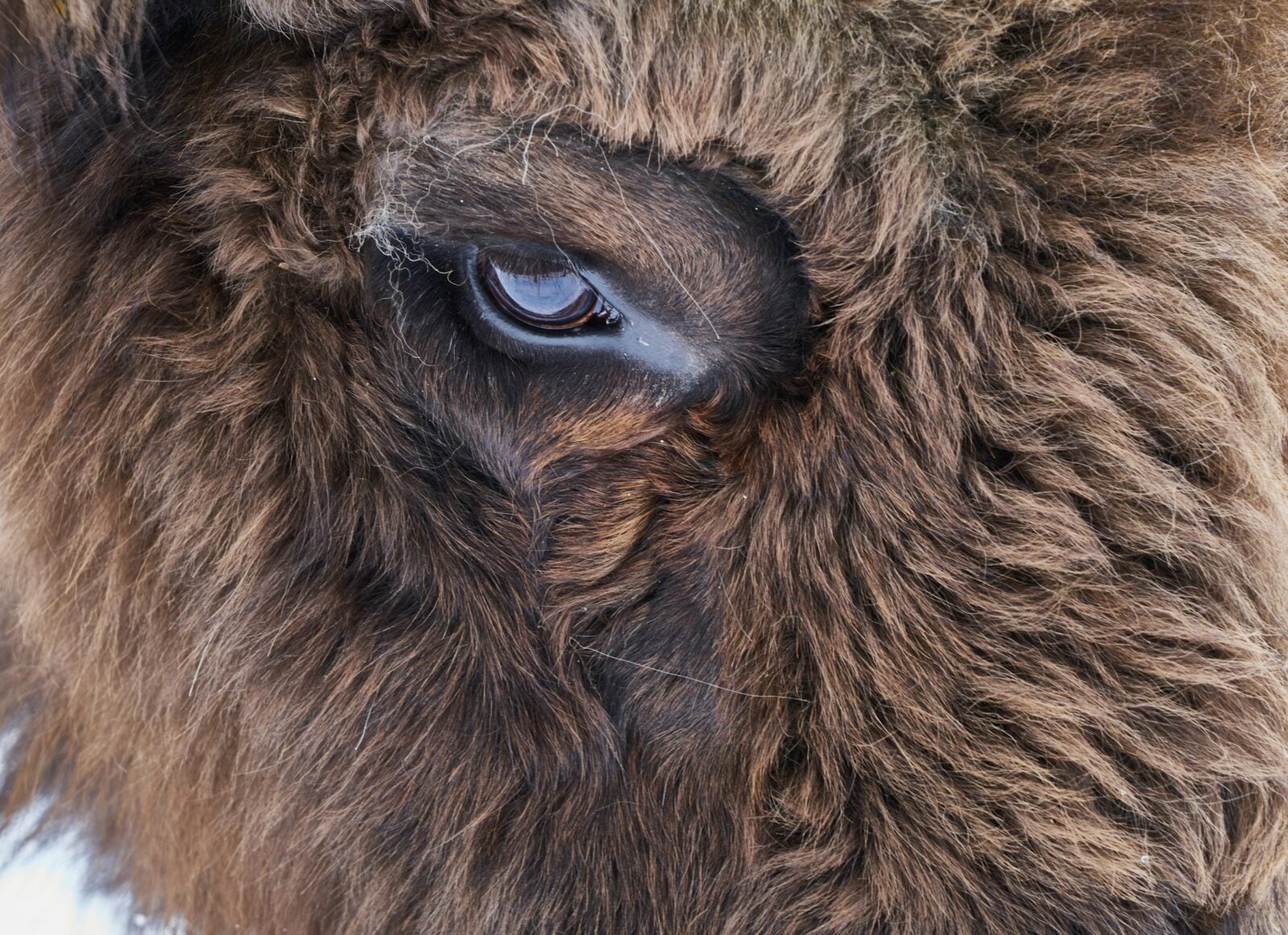 Niezwykły bizon urodził się w Yellowstone. To znak od niebios